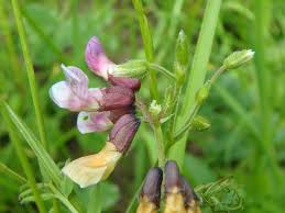 Attēlu rezultāti vaicājumam “Vicia sepium flower”