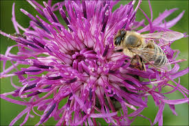 Attēlu rezultāti vaicājumam “Centaurea scabiosa bud”