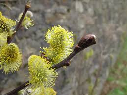 Attēlu rezultāti vaicājumam “Salix aurita bud”