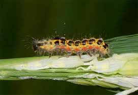 Attēlu rezultāti vaicājumam “Euproctis similis larva”