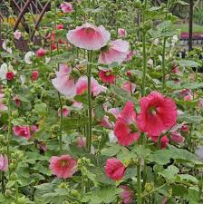 Attēlu rezultāti vaicājumam “Alcea rosea”