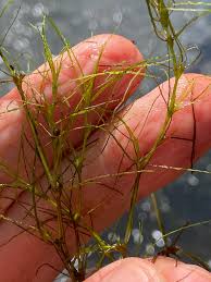 Attēlu rezultāti vaicājumam “Najas flexilis leaf”