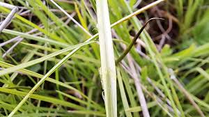 Attēlu rezultāti vaicājumam “Carex nigra”