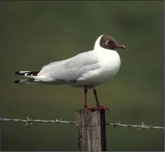 Attēlu rezultāti vaicājumam “Larus ridibundus”
