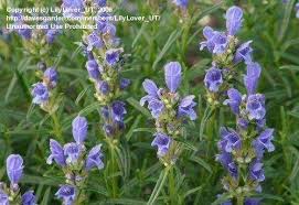 Attēlu rezultāti vaicājumam “Dracocephalum ruyschiana fruit”