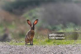 Attēlu rezultāti vaicājumam “Lepus sp.”