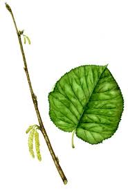 Attēlu rezultāti vaicājumam “Corylus avellana leaf”