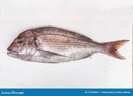 Image result for Pagrus pagrus