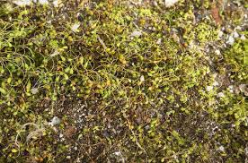 Attēlu rezultāti vaicājumam “Funaria hygrometrica”