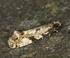 Attēlu rezultāti vaicājumam “Nemapogon cloacella”