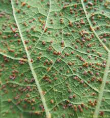 Attēlu rezultāti vaicājumam “Puccinia agrostidis”