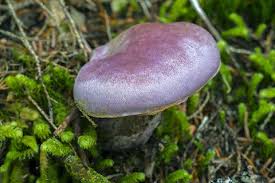 Attēlu rezultāti vaicājumam “Cortinarius traganus”