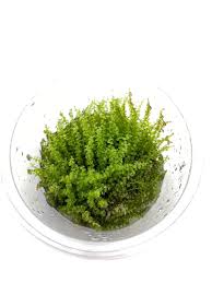 Attēlu rezultāti vaicājumam “Plagiomnium affine”