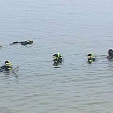 Image result for Breakwater Divers