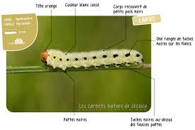 Attēlu rezultāti vaicājumam “Diprion pini”