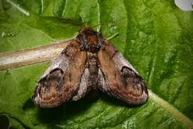 Attēlu rezultāti vaicājumam “Notodonta ziczac”