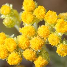 Image result for Strohblume