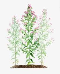Attēlu rezultāti vaicājumam “Epilobium hirsutum”