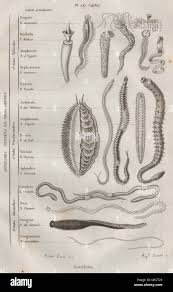 Attēlu rezultāti vaicājumam “Annelides”