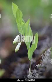 Attēlu rezultāti vaicājumam “Polygonatum odoratum flower”