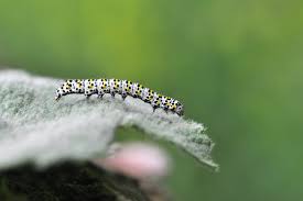 Attēlu rezultāti vaicājumam “Cucullia verbasci larva”