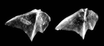 Image result for Morone chrysops