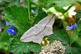 Attēlu rezultāti vaicājumam “Timandra comae”