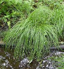Attēlu rezultāti vaicājumam “Carex arenaria  leaf”
