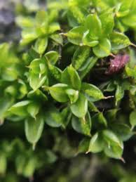 Attēlu rezultāti vaicājumam “Syntrichia papillosa”