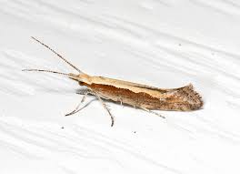 Attēlu rezultāti vaicājumam “Plutella xylostella”