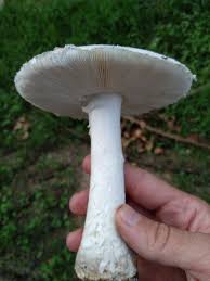 Attēlu rezultāti vaicājumam “Amanita strobiliformis”