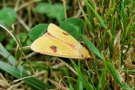 Attēlu rezultāti vaicājumam “Diacrisia sannio male”