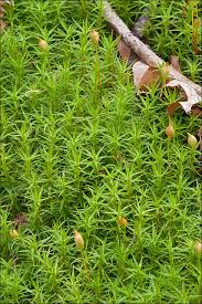Attēlu rezultāti vaicājumam “Polytrichum commune var. perigoniale”