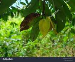 Attēlu rezultāti vaicājumam “Libanotis montana fruit”