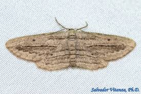 Attēlu rezultāti vaicājumam “Geometridae”