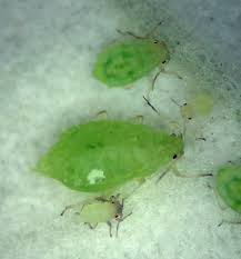 Attēlu rezultāti vaicājumam “Chaitophorus populeti”