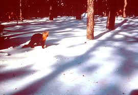 Attēlu rezultāti vaicājumam “Martes”