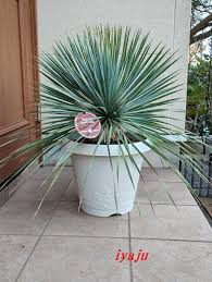 Image result for ふぇらすたX68=