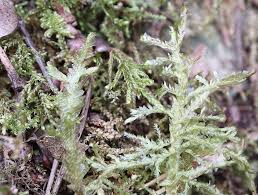 Attēlu rezultāti vaicājumam “Dicranella crispa”