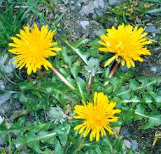 Attēlu rezultāti vaicājumam “Taraxacum officinale aggr. fruit”