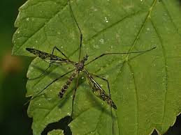 Attēlu rezultāti vaicājumam “Epiphragma ocellare”