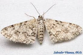 Attēlu rezultāti vaicājumam “Geometridae”