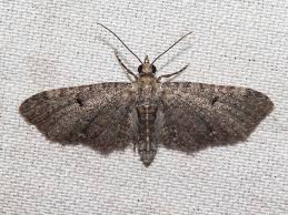 Attēlu rezultāti vaicājumam “Eupithecia tantillaria”