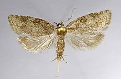 Attēlu rezultāti vaicājumam “Capua vulgana”