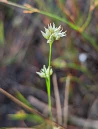 Attēlu rezultāti vaicājumam “Rhynchospora alba flower”