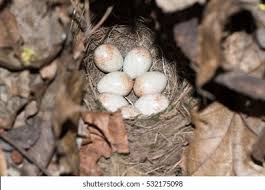 Attēlu rezultāti vaicājumam “Erithacus rubecula eggs”