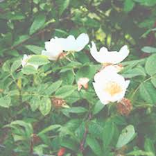 Attēlu rezultāti vaicājumam “Rosa canina”