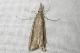 Attēlu rezultāti vaicājumam “Donacaula mucronella”