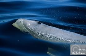 Image result for Delphinapterus leucas