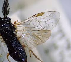 Attēlu rezultāti vaicājumam “Neodiprion sertifer”